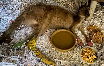 Kangaroo being treated for burned pads in the midst of the Australian Wildfires