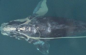 You can see an entangled North Atlantic right whale swimming with fishing trap rope around both flippers, through its mouth, and dragging behind it.