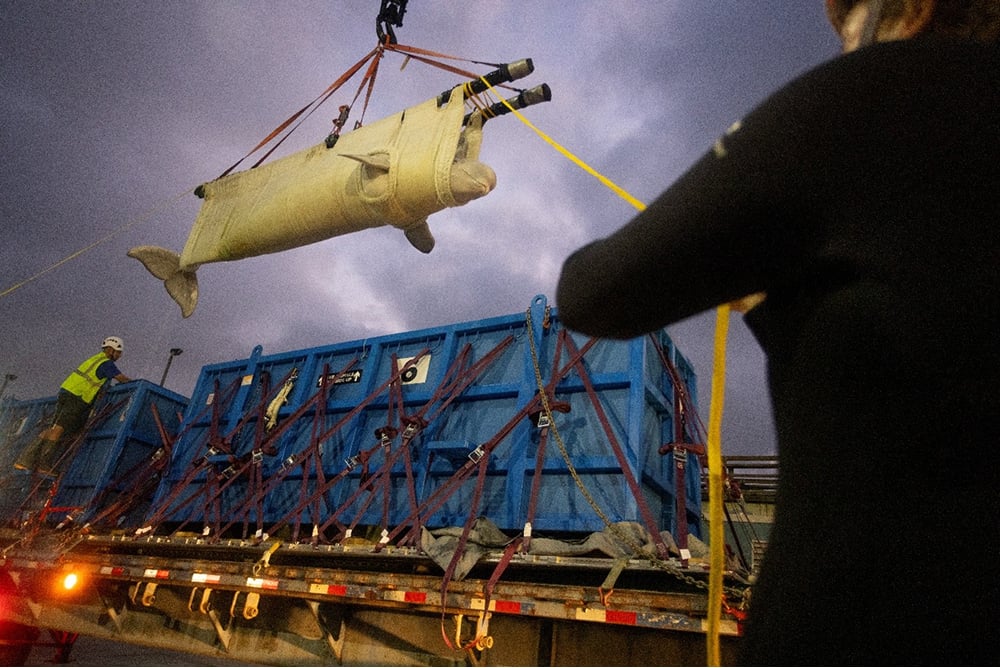 Beluga Rescue