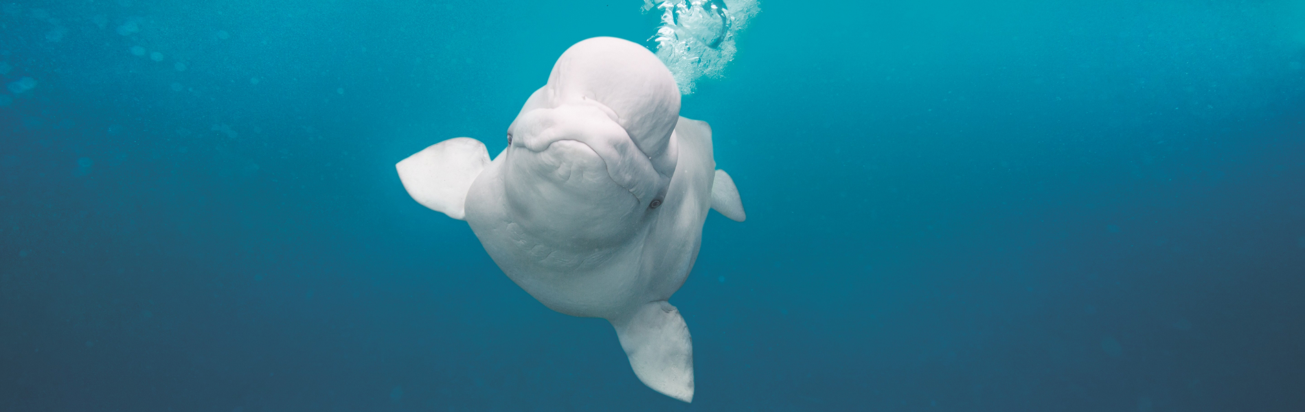 Beluga