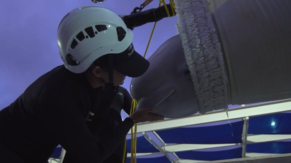 Beluga Rescue