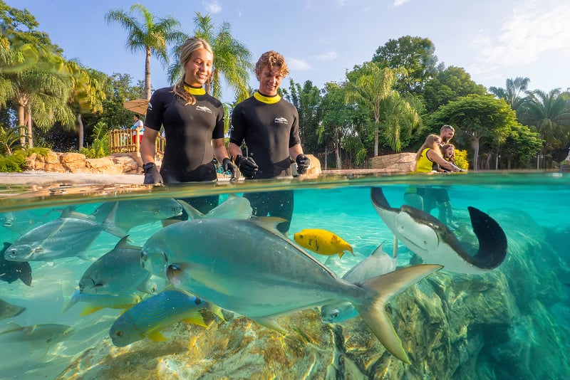 Sting Ray Feeding