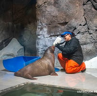 Baby Walrus