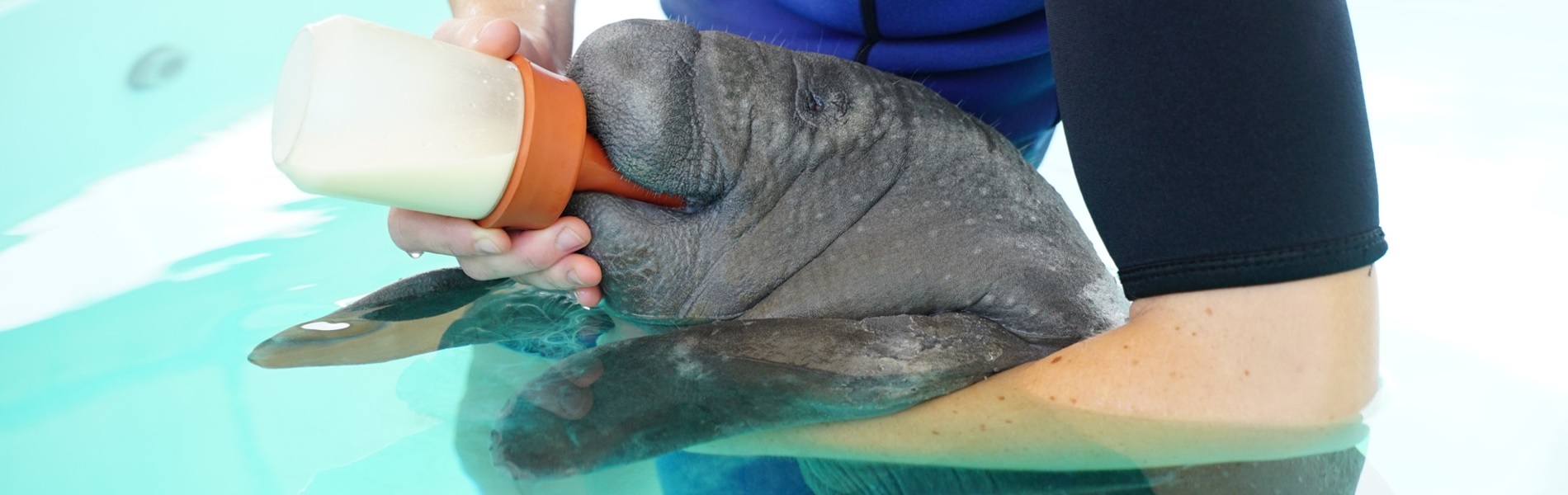 Animal Care Team Rehabilitation of a Baby Manatee