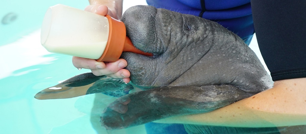 Animal Care Teams Rehabilitation of a Baby Manatee