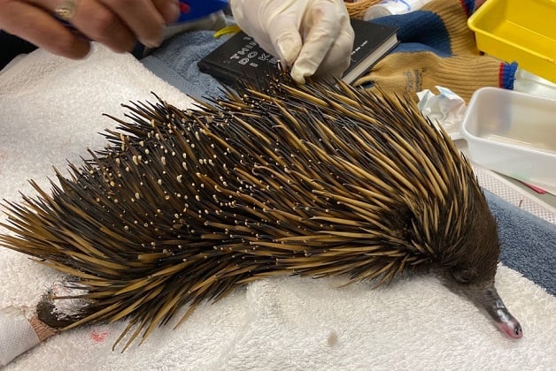 Echidna receiving care after its pads were burned in the Australian Wildfire