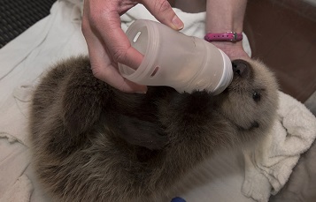 Cinder Bottle Feeding