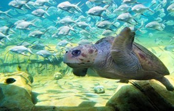 Turtle Reef at SeaWorld San Antonio