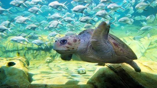 Turtle Reef Habitat at SeaWorld in San Antonio