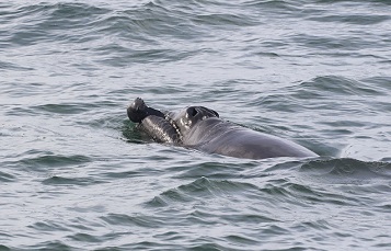 An Endangered North Atlantic Right Whale Calf