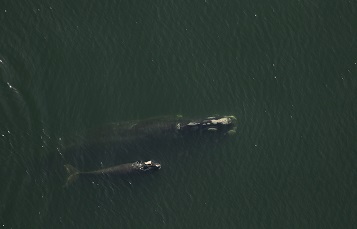 two whales