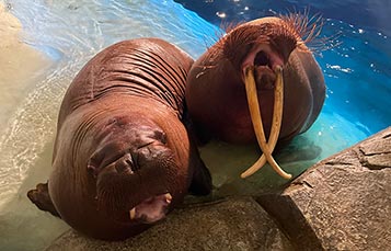Walrus Awareness Week