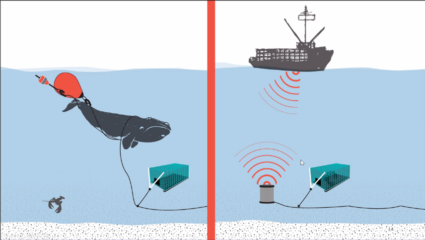 Image Credit: Natalie Renier/©Woods Hole Oceanographic Institution 