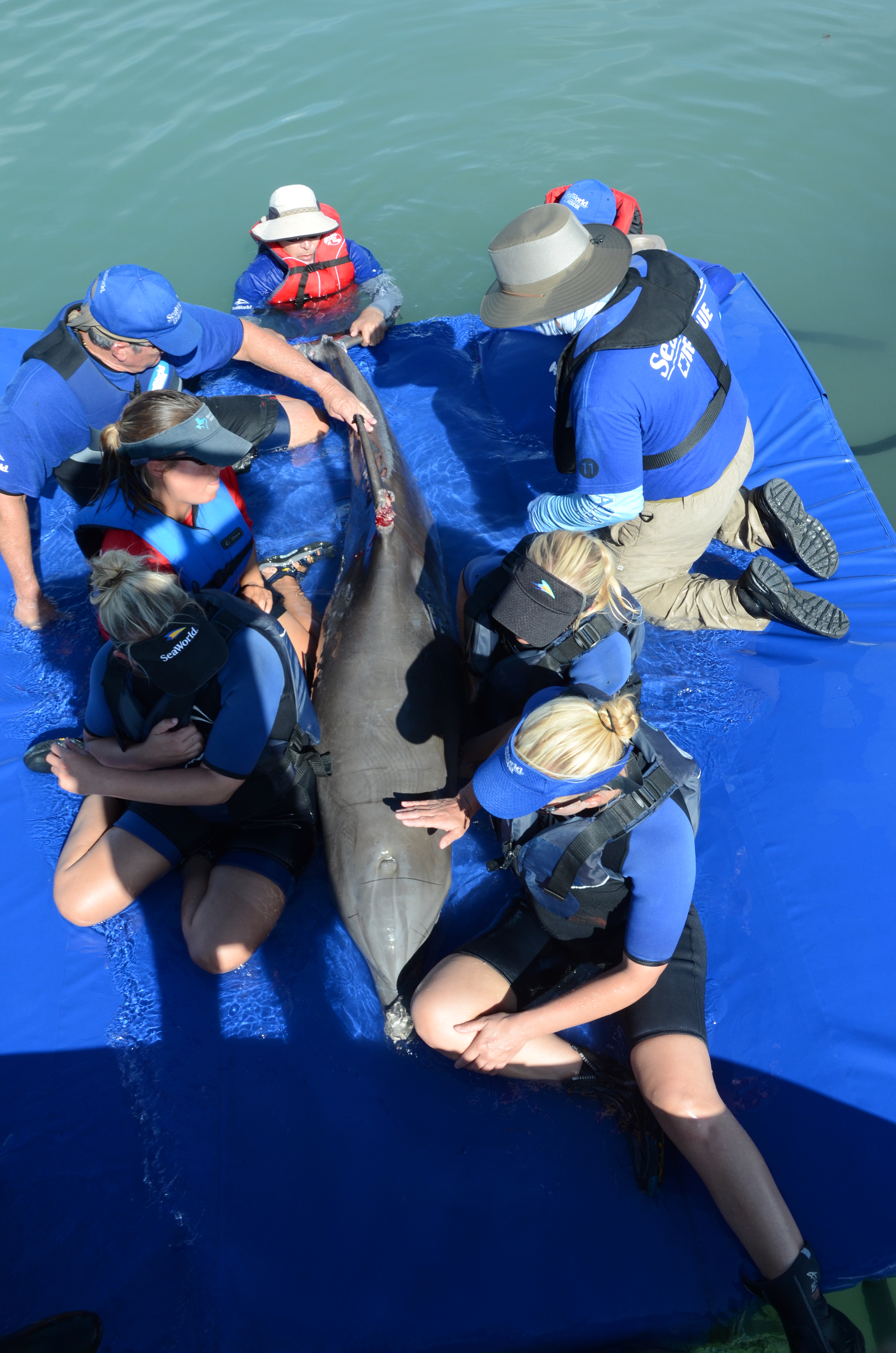 SeaWorld’s Florida and Texas Rescue Teams Join Forces to Save Entangled Dolphin