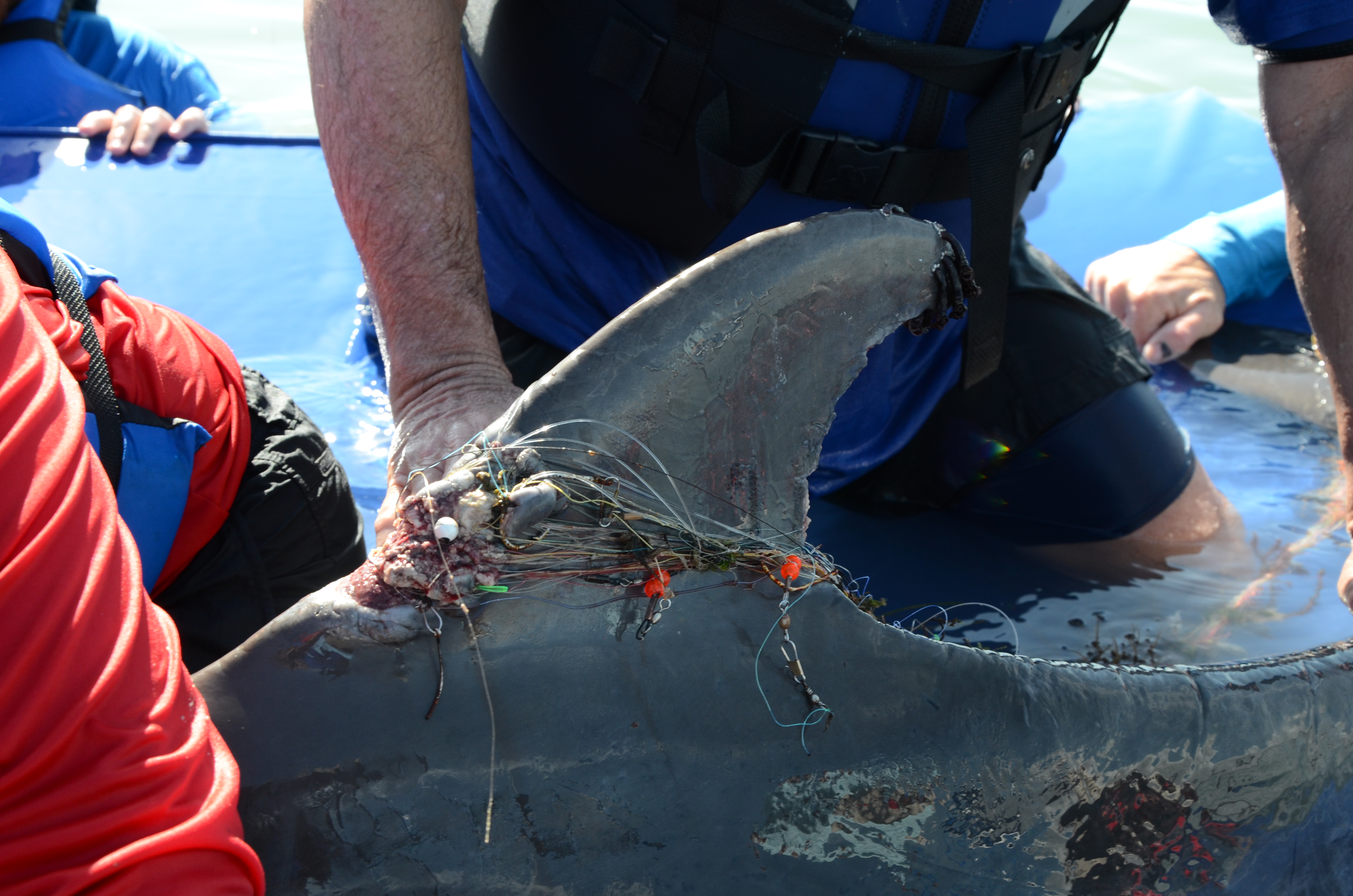 SeaWorld’s Florida and Texas Rescue Teams Join Forces to Save Entangled Dolphin