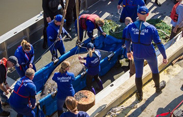 SeaWorld rescue team rescuing stranded manatee