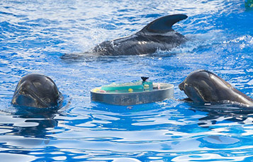 Pilot Whales swimming in SeaWorld tank