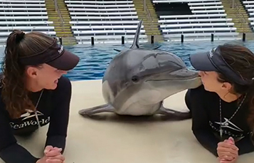 Dolphin Kiss Preview