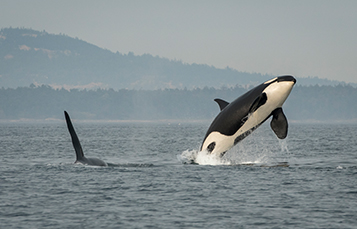 Southern resident whale leaping out of ocean