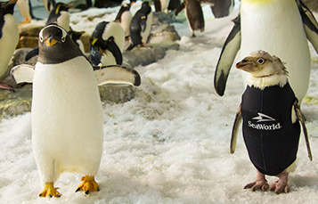 Penguin at SeaWorld Orlando wearing a wetsuit