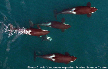 Wild orcas swimming in the ocean