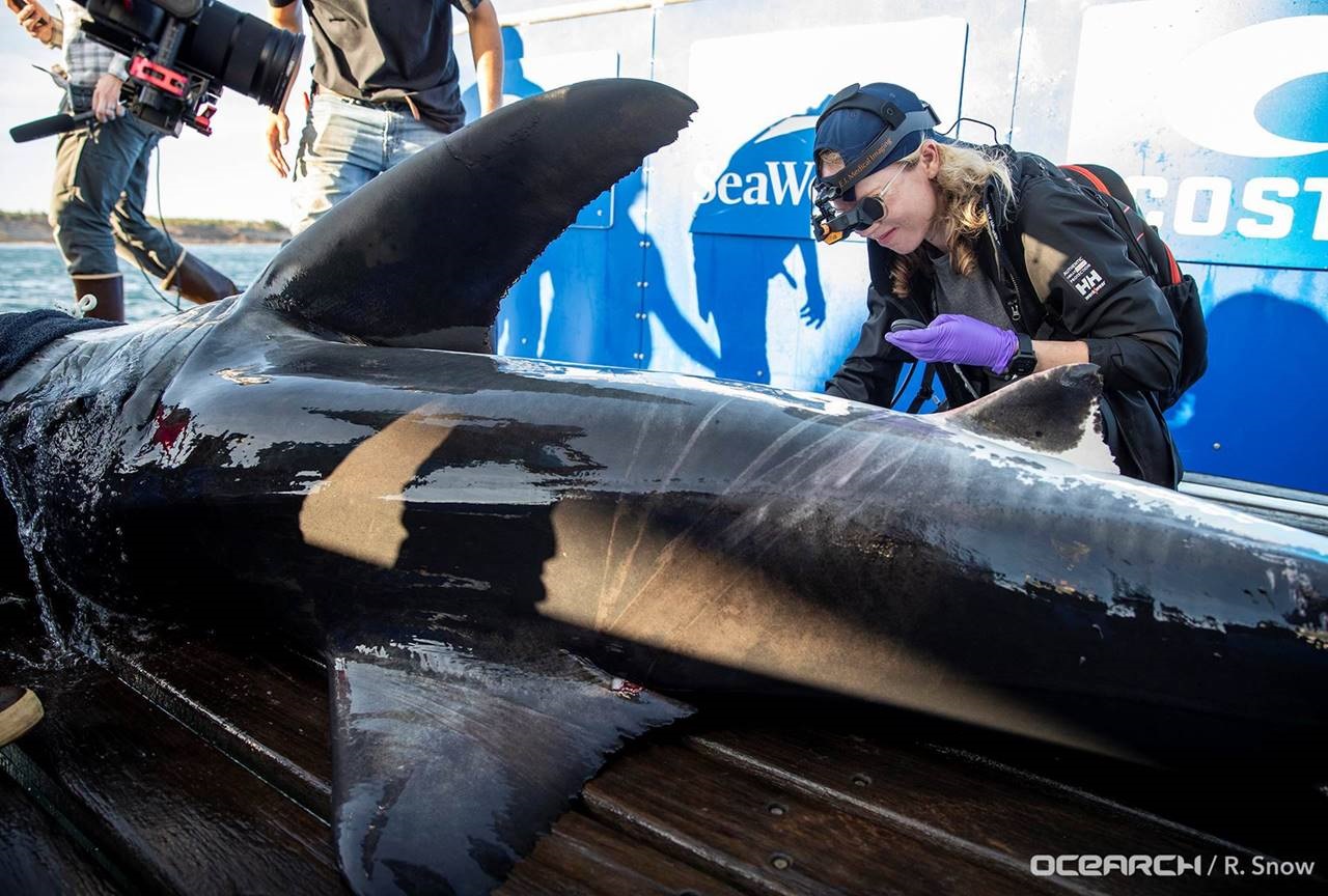 Molly is a research scientist on an expedition in Nova Scotia with OCEARCH