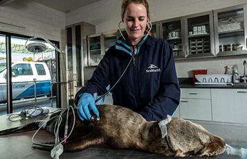 SeaWorld veterinarian Kelsey Herrick holding a stethoscope