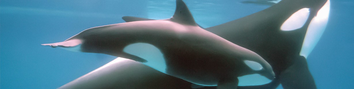 Two killer whales swimming in ocean