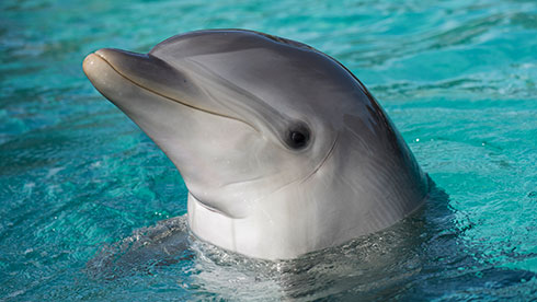 SeaWorld in San Diego California