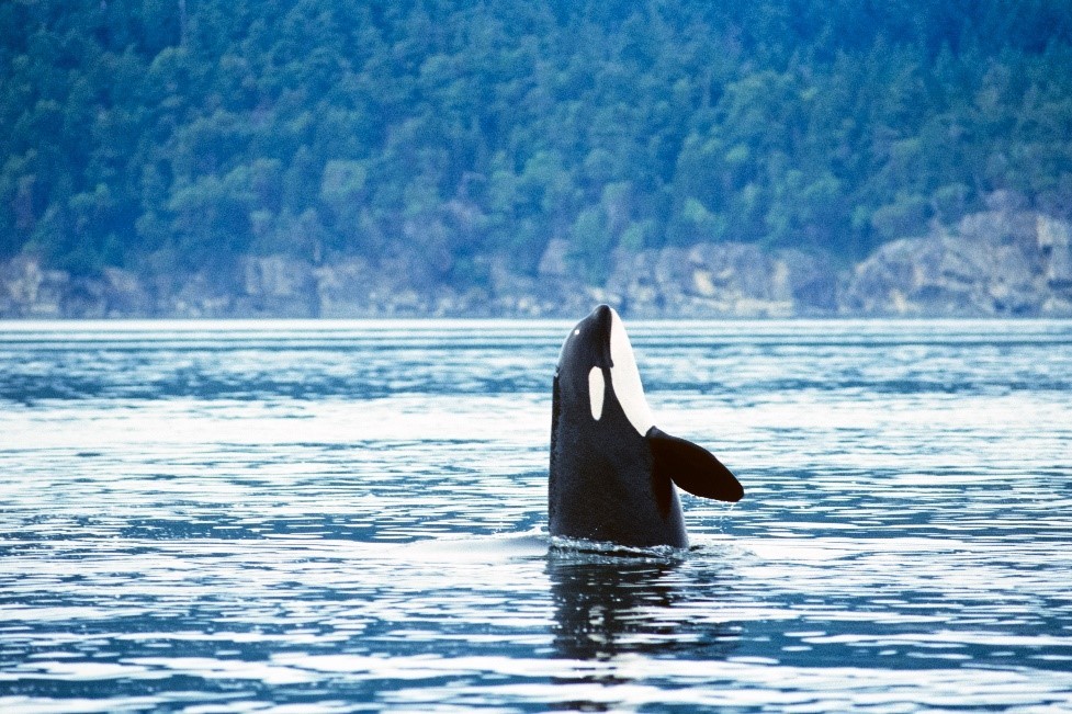 Killer whale swimming in water