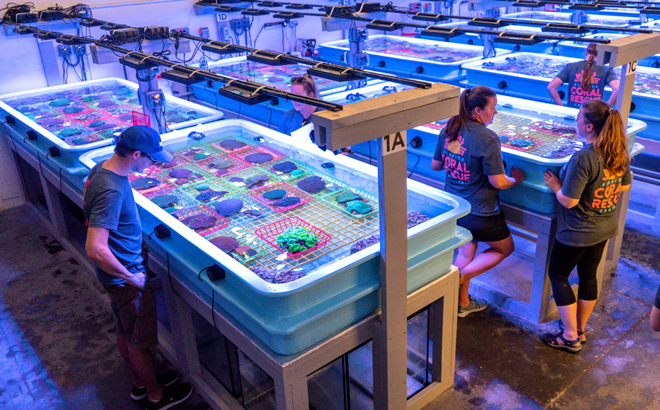 Researchers at the Florida Coral Rescue Center