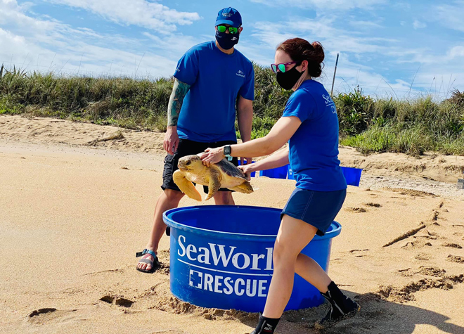 SeaWorld Rescue Team releasing rehabilitated sea turtles back to the ocean