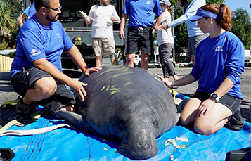 SeaWorld Rescue Team assisting a Manatee 