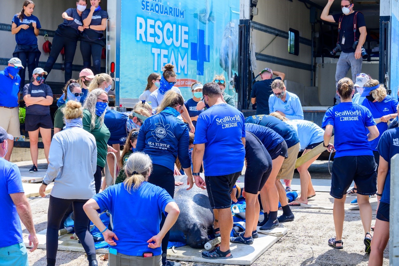 SeaWorld Rescue Team and volunteers