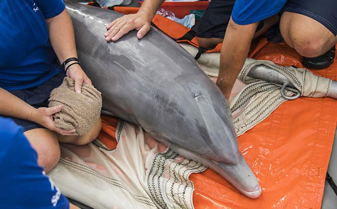A rescued dolphin with the SeaWorld Cares team