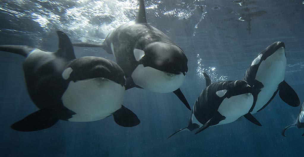 A pod of killer whales swims