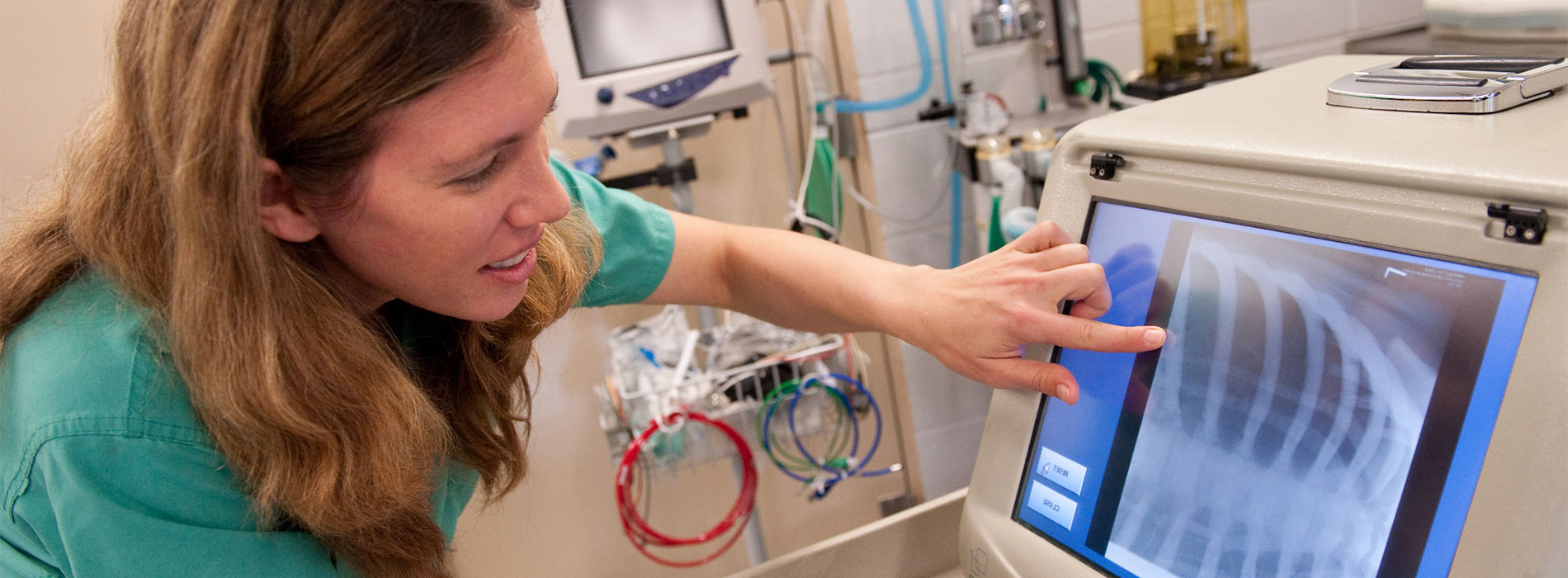 Veterinarian reviews manatee X-rays.