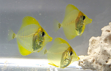 Yellow tang fish swimming in SeaWorld Orlando aquarium