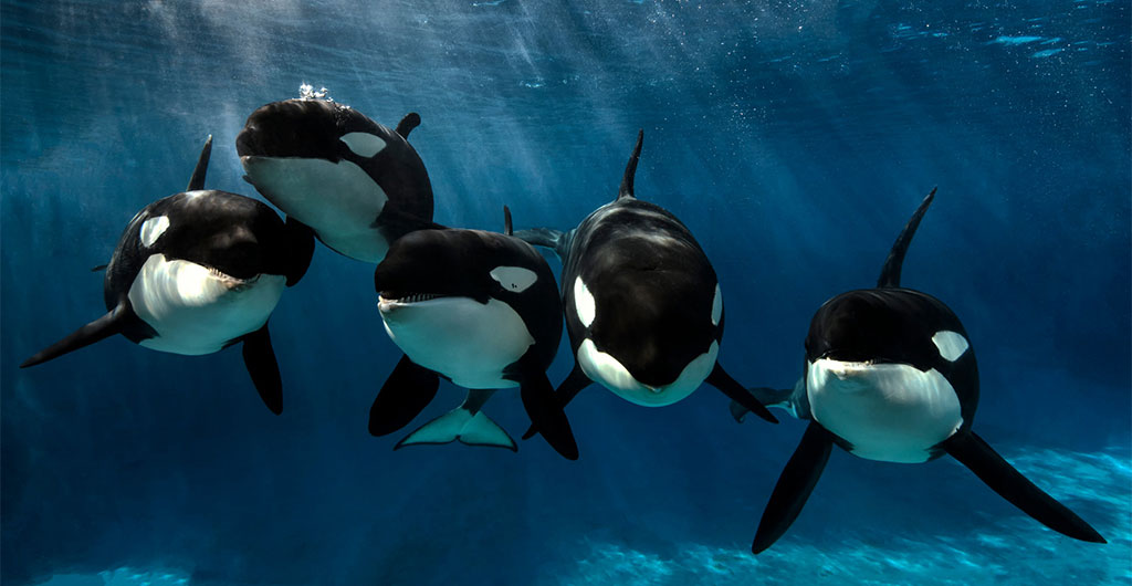 Killer Whales at SeaWorld