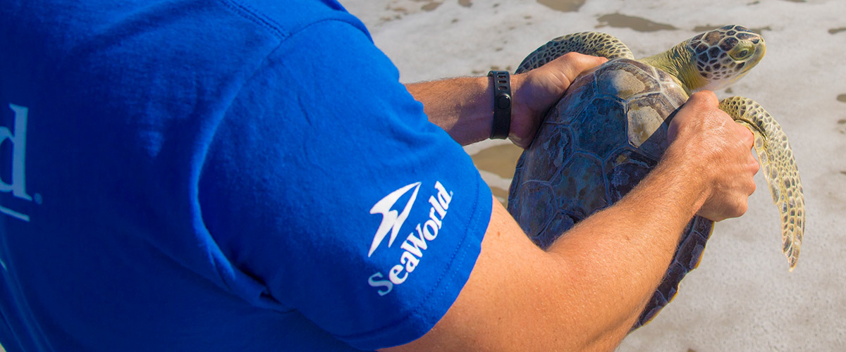 SeaWorld Inside Look