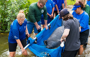 SeaWorld volunteers releasing rehabilitated manatee