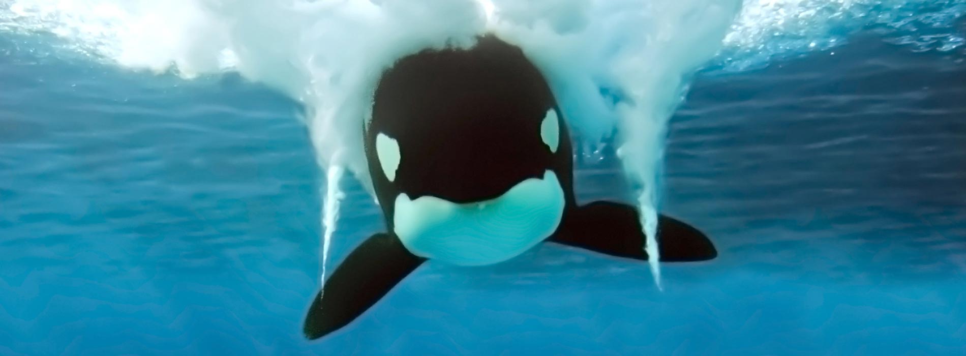 See majestic Killer Whales jump and swim at SeaWorld